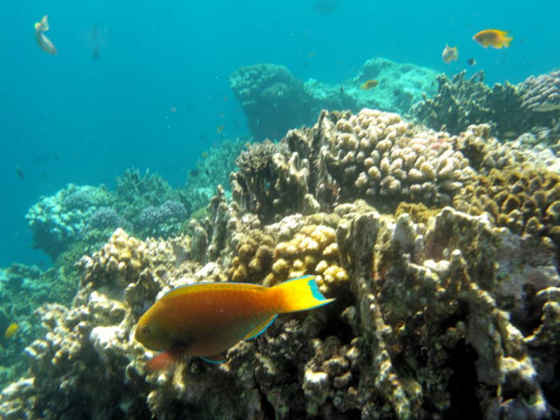 Rotmeerbuckelkopf-Papageifisch Red Sea Steephead ist eine Art von Meeresstrahlenflossenfischen aus der Familie der Scaridae. Er kommt hauptschlich im  Roten Meer vor. Rotmeerbuckelkopf-Papageifisch ist eine groe, nicht nher definierte Art, die eine Ges
