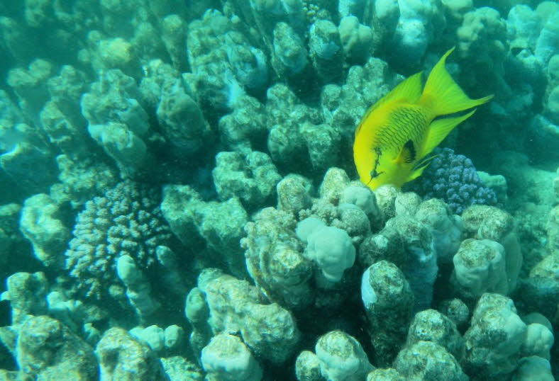 Stuelpmaul Lippfisch: Viele Fischarten haben seltsame und ungewhnliche Mundwerkzeuge entwickelt, um ihnen beim Fressen zu helfen, aber nur wenige, wenn berhaupt, sind so weit gekommen wie der Sling-Jaw-Lippfisch (Epibulus insidiator). Sobald Sie einen d
x