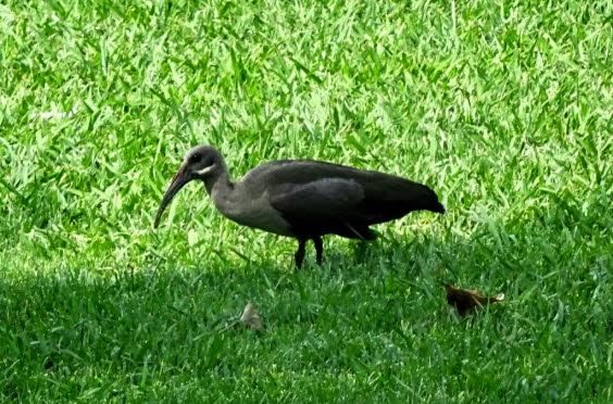 Brauner Sichler: Ein groer, massiger, graubrauner Ibis mit einem schillernden grn-violetten Glanz auf den Flgeln. Es hat einen zweifarbigen schwarz-roten Schnabel und einen weien Streifen auf der Wange unter dem Auge. Paare und kleine Schwrme kommen 
`