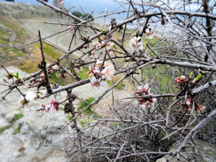 bl�hende Zweige eines Mandelbaums
