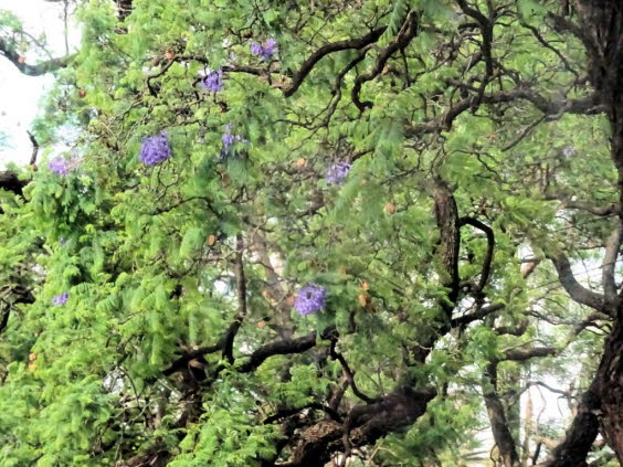 Der Jacaranda-Baum ist ein wunderschner tropischer Baum, der Bschel duftender violetter, rispenfrmiger Blten und gewlbter ste hervorbringt, die ein Bltterdach in Form eines umgedrehten Regenschirms bilden.