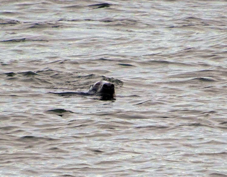 Dieses Bild zeigt den Kopf einer Robbe vor dem Schloss in Stockholm, die im Wasser schwimmt und neugierig �ber die Wellen blickt. Die V-f�rmigen Nasenl�cher und der runde Kopf weisen darauf hin, dass es sich um einen Seehund handelt.