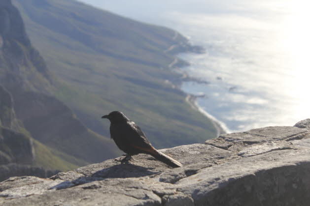 Der Vogel ( ein Rotschwingenstar: Der 30 cm groe Rotschwingenstar (Onychognathus morio) gehrt Familie der Stare. Er ist sdlich der Sahara in den stlichen Lndern Afrikas, auer in deren Kstenregionen sowie im Sdosten und Sden Afrikas, dort auch ent