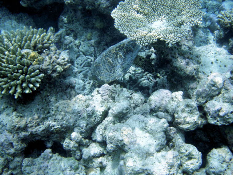 Acropora - plattenf�rmige Steinkoralle:Acropora (wie Acropora hyacinthus) oder an verwandte Kleinpolypige Steinkorallen (Montipora): Wuchsform: Die Koralle bildet eine flache, tisch- oder plattenf�rmige Kolonie mit feinen, dicht beieinander liegenden Kora