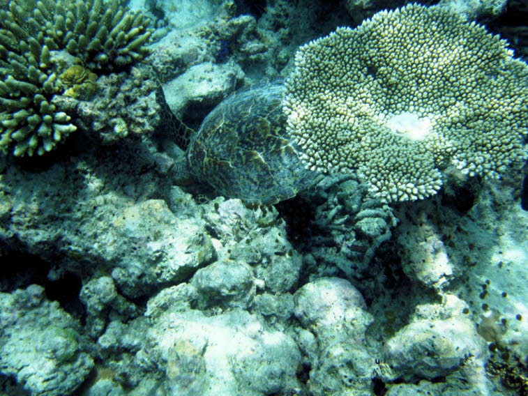 Acropora - plattenf�rmige Steinkoralle 