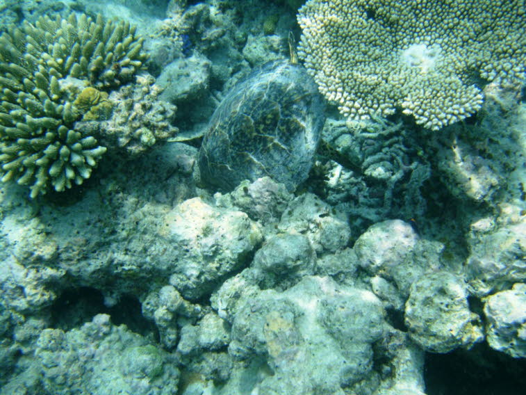 Acropora - plattenf�rmige Steinkoralle 