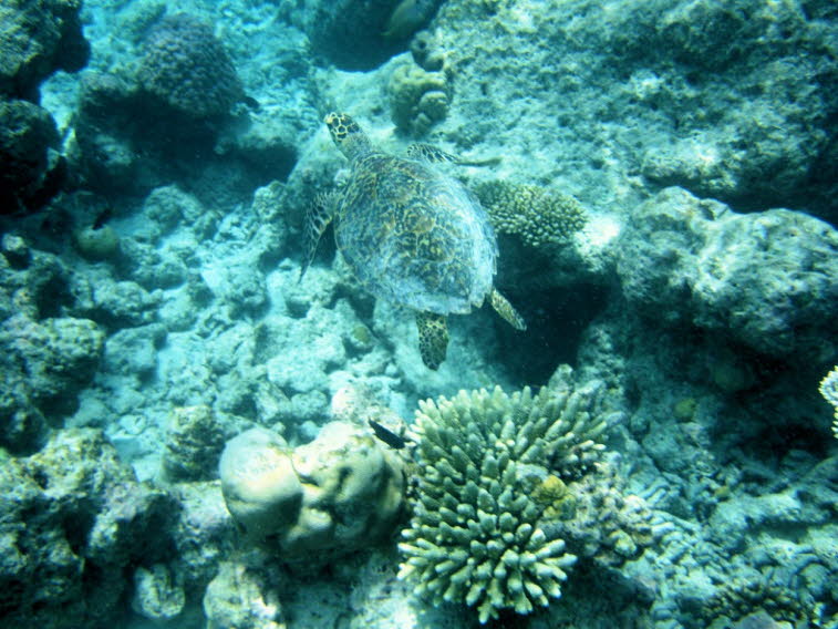 Acropora - plattenf�rmige Steinkoralle 