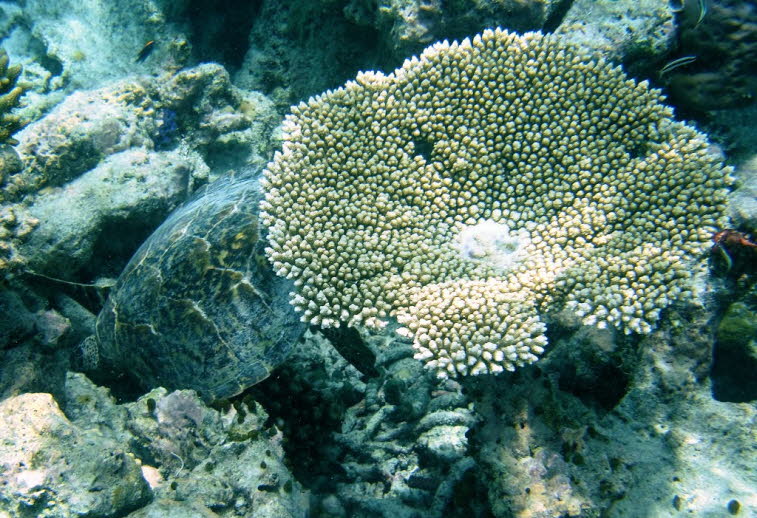 Acropora - plattenf�rmige Steinkoralle
