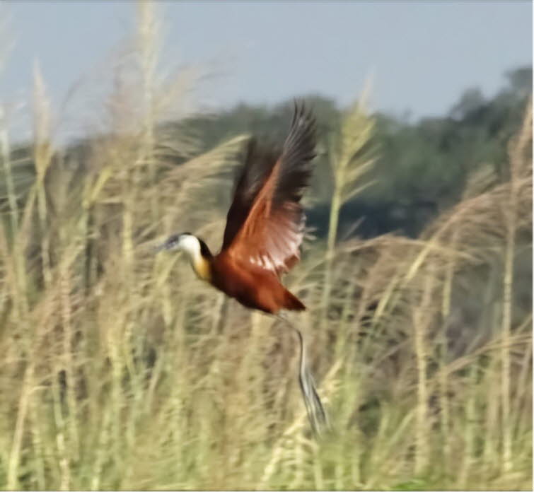 African jacana, Namibia BLaustirnblatth�hnchen:Ein markanter kastanienbraun-wei�-schwarzer Wasservogel mit himmelblauem Schnabel und enormen F��en. Dem Jungvogel fehlen der blaue Schnabel und der Schild, und er hat einen braunen Kopf. Diese sesshafte und 