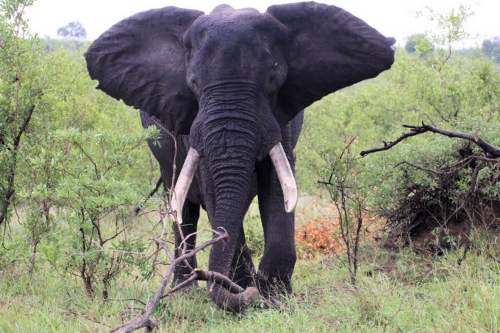 Afrikanische Elefanten sind die grten Landtiere der Erde. Sie sind etwas grer als ihre asiatischen Verwandten und sind an ihren greren Ohren zu erkennen, die ein wenig an den afrikanischen Kontinent erinnern. (Asiatische Elefanten haben kleinere, ab
B
