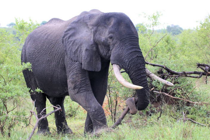 Afrikanischer Elefant 