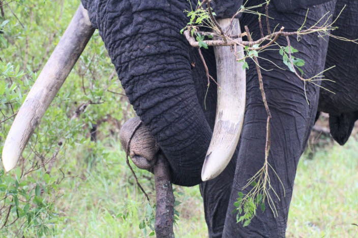 Afrikanischer Elefant 