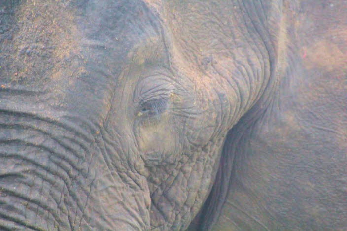 Afrikanischer Elefant 