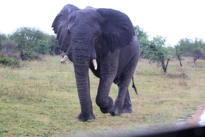 Afrikanischer Elefant: angriffslustig im Park - der Driver musste mit aufheulendem Motor auf den Elefanten zufahren, damit er zurckwich.