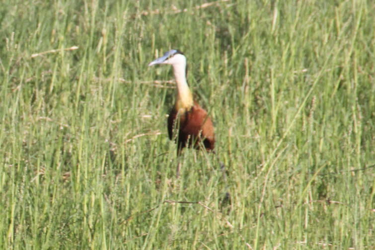 Afrikanischer Jacana: Afrikanische Jacanas geh�ren zur Familie der JACANIDAE. Sie sind bekannt f�r ihre verl�ngerten Zehen und Krallen, die es ihnen erm�glichen, ihr Gewicht bei der Nahrungssuche auf schwimmenden oder halb auftauchenden Wasserpflanzen zu 