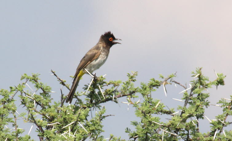 Afrikanischer Rotaugen-Blbl: Der Afrikanische Rotaugenblbl oder Schwarzstirnblbl (Pycnonotus nigricans) gehrt zur Familie der Blbls (Pycnonotidae) und ist eine im sdwestlichen Afrika heimische Singvogelart. Er bewohnt Trockensavannen, subtropisc