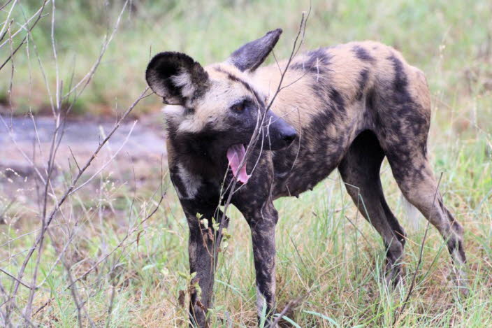 Afrikanischer Wildhund