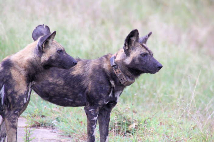 Afrikanischer Wildhund 