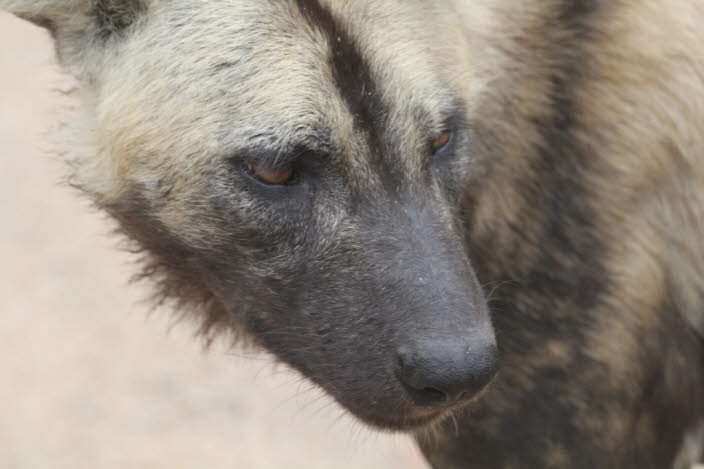 Afrikanischer Wildhund 