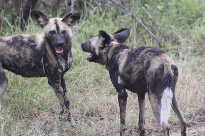 Afrikanischer Wildhund 