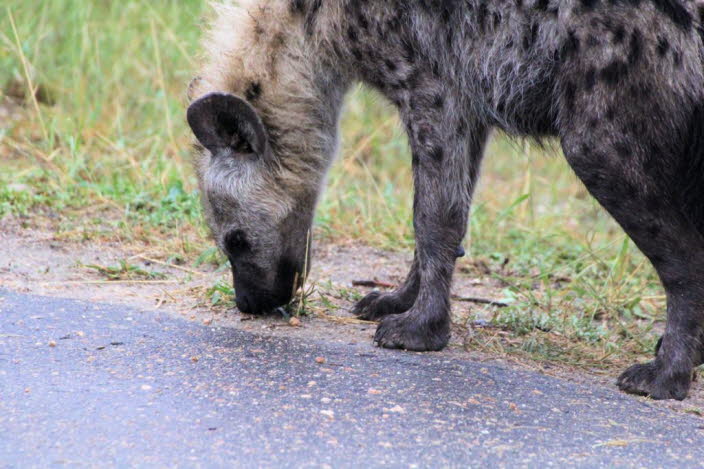 Afrikanischer Wildhund