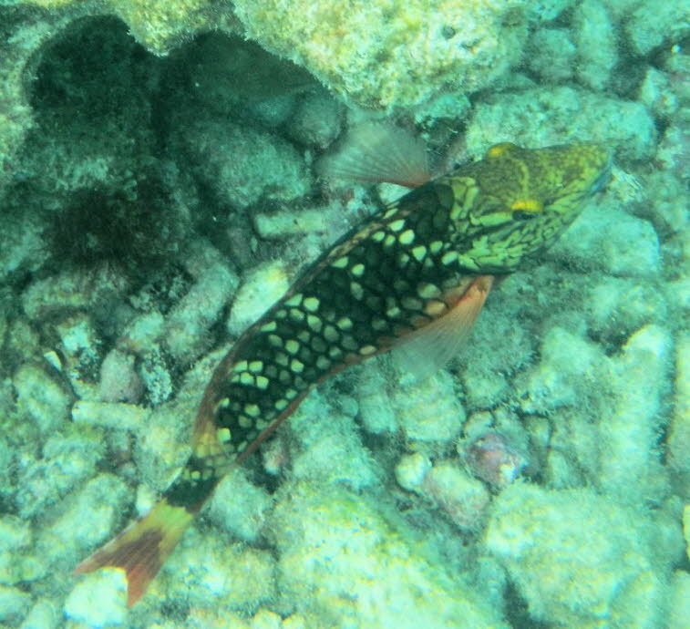 Ampel-Papageifisch - Ampel-Papageifisch: Vorkommen und Lebensraum: Verbreitung: Er ist im tropischen Westatlantik beheimatet. Seine Reviere erstrecken sich von den Gew�ssern um S�dflorida, den Bermudas und den Bahamas �ber die gesamte Karibik und den Golf
