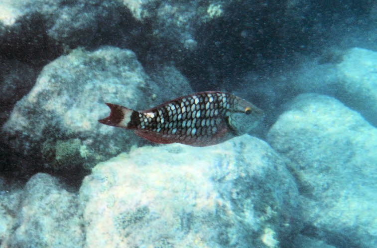 Ampel-Papageifisch