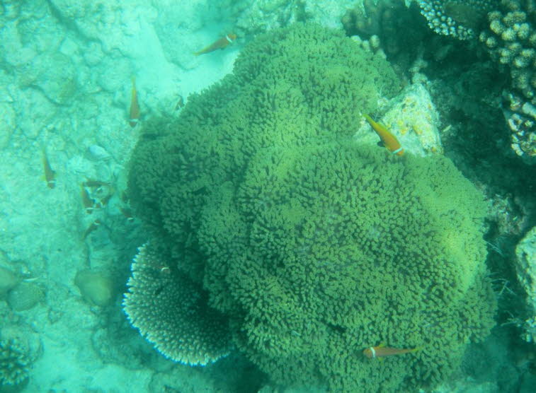Anemonenfische
