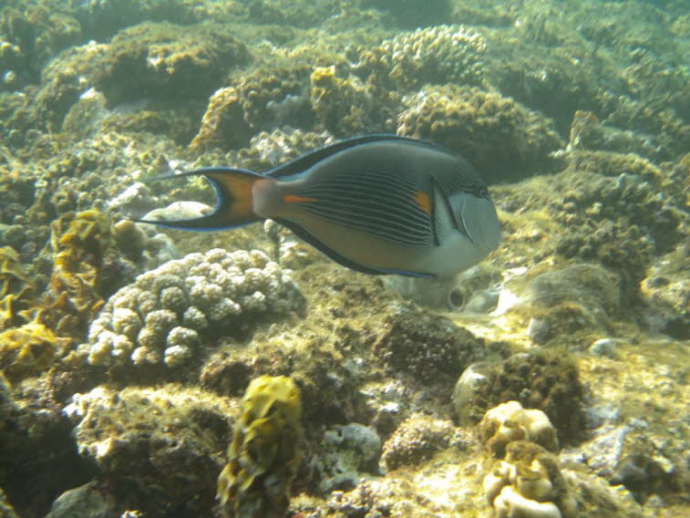 Arabischer Doktorfisch - Arabischer Doktorfisch oder Sohaldoktorfisch: Aussehen: Ein ovaler K�rper mit feinen, waagerechten blau-schwarzen Streifen und einem auff�lligen orangen Fleck direkt hinter dem Kiemendeckel. Flossen: Die Schwanzflosse ist bl�ulich