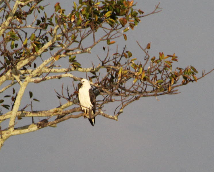 Augur Bussard Adler