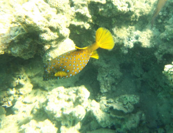 Bei dem Fisch auf dem Bild handelt es sich um einen Gelbbraunen Kofferfisch (Ostracion cubicus), auch bekannt als Gelber Kofferfisch