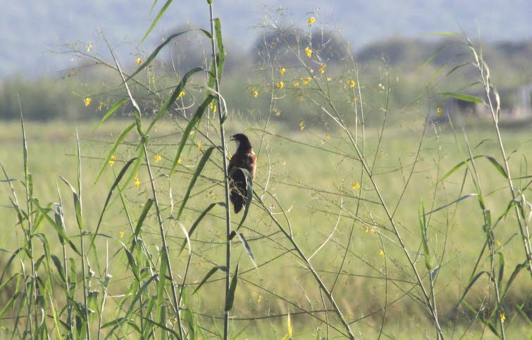 Bengalenkuckuck: Ein dunkler, recht robuster Kuckuck, der in buschigen Lebensrumen, Schilfgebieten, an Waldrndern und in landwirtschaftlichen Gebieten vorkommt. Erwachsene Vgel sind schwarz mit leuchtend kastanienbraunen Flgeln und feinen silbrigen St