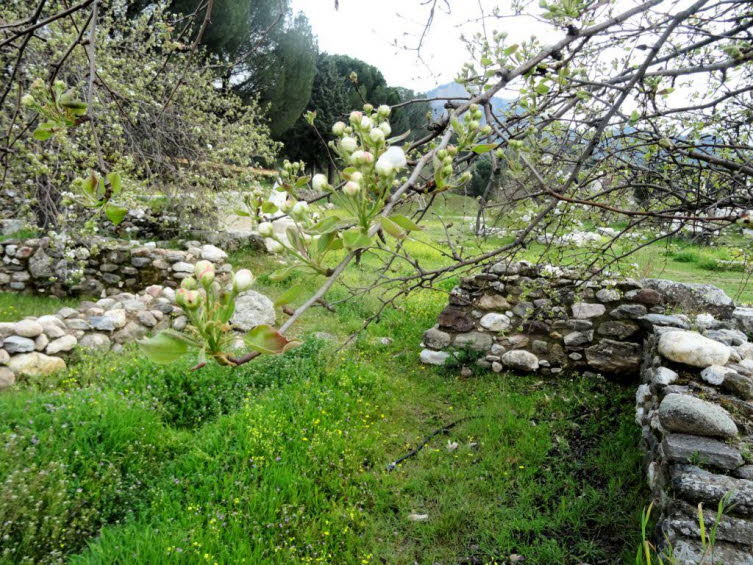 Birnbaumbl�te