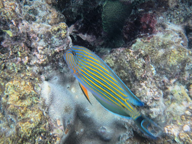 Blaubinden Doktorfisch: Aussehen: Er hat ein auff�lliges Muster aus leuchtend blauen und gelben Streifen auf der oberen K�rperh�lfte und einen hellen Bauch.Waffe: An der Schwanzwurzel besitzt er scharfe, skalpellartige Stacheln zur Verteidigung. Vorkommen