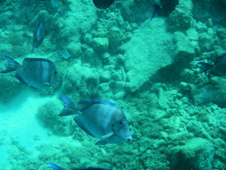 Blauer Doktorfisch 