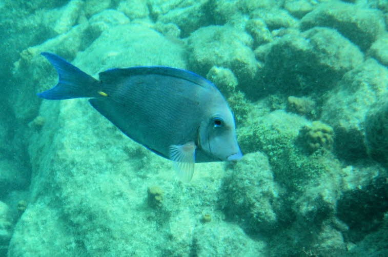 Blauer Doktorfisch: Aussehen: Der K�rper ist oval, seitlich abgeflacht und leuchtend blau gef�rbt. Entwicklung: Jungfische sind zun�chst gelb und wechseln erst sp�ter zu ihrer blauen Farbe. Besonderheit: Am Schwanzansatz befindet sich ein scharfer Dorn, d