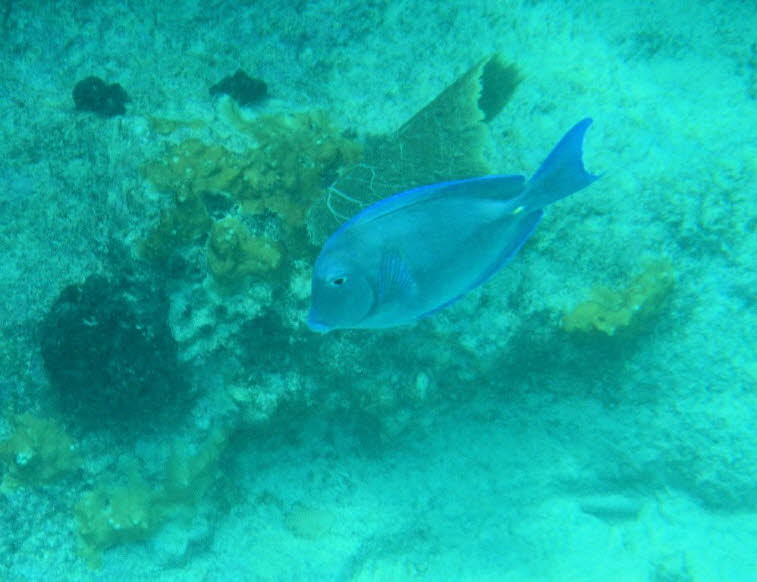 Blauer Doktorfisch: Vorkommen und Lebensraum: Geografische Verbreitung: Der Blaue Doktorfisch ist im tropischen Westatlantik beheimatet. Sein Verbreitungsgebiet erstreckt sich von der K�ste New Yorks und den Bermudas �ber die gesamte Karibik und den Golf 
