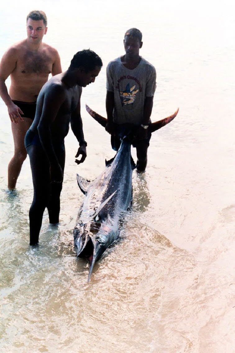 Blauer Marlin (Makaira nigricans): Steckbrief: Gr��e & Gewicht: Weibliche Tiere werden deutlich gr��er als die M�nnchen. W�hrend M�nnchen selten schwerer als 160�170 kg werden, k�nnen die Weibchen eine L�nge von �ber 4 Metern und ein Gewicht von �ber 600 