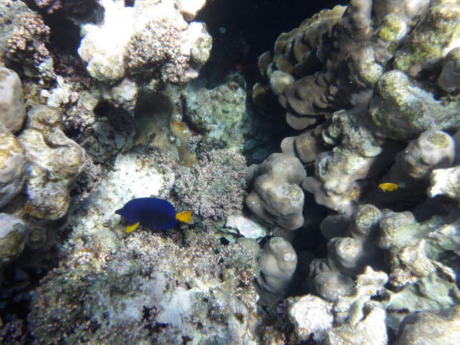 Gelbnasen Doktorfisch: Gelbnasendoktorfisch, auch Barcheek Unicornfish, Blonde Naso Tang, Clown Tang, Doctorfish, Lancetfish, Lipstick Tang, Lipstick Unicornfish, Masked Unicornfish, Naso Doktorfisch, Naso Tang, Orange Unicorn Tang, Orangespine Doktorfiscw
