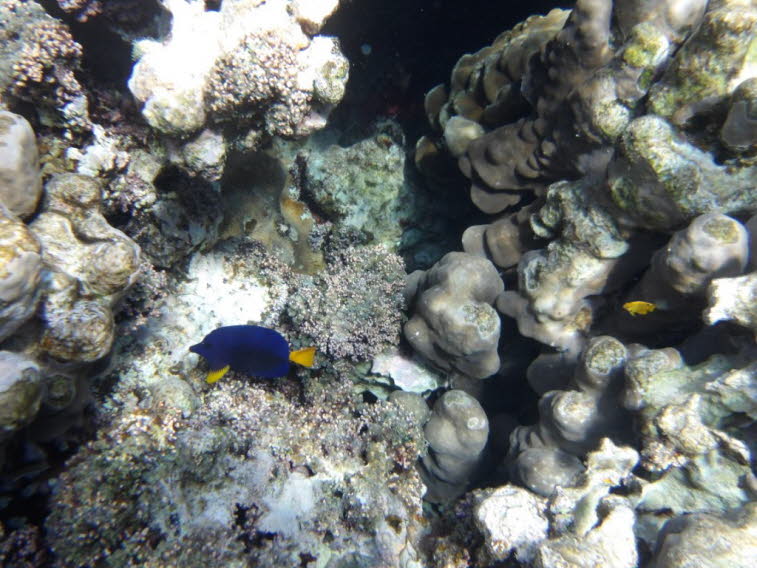 Blauer Segelflossendoktor: Der Rotmeer-Doktorfisch (Zebrasoma xanthurum) kommt haupts�chlich im Roten Meer sowie in angrenzenden Teilen des Westlichen Indischen Ozeans (wie dem Golf von Aden und dem Persischen Golf) vor. Lebensraum: Korallenriffe: Er lebt