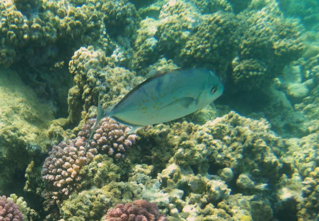 Blauflossenmakrele, Bluefin trevally, Caranx melampygus ca 80cm:Die Blauflossenmakrele ist vom Aussterben bedroht. Gewicht: 140 kg (Erwachsener) - Blauflossen-Makrelen sind stromlinienfrmig, aggressiv im Verhalten, besonders beim Fressen, starke und schn