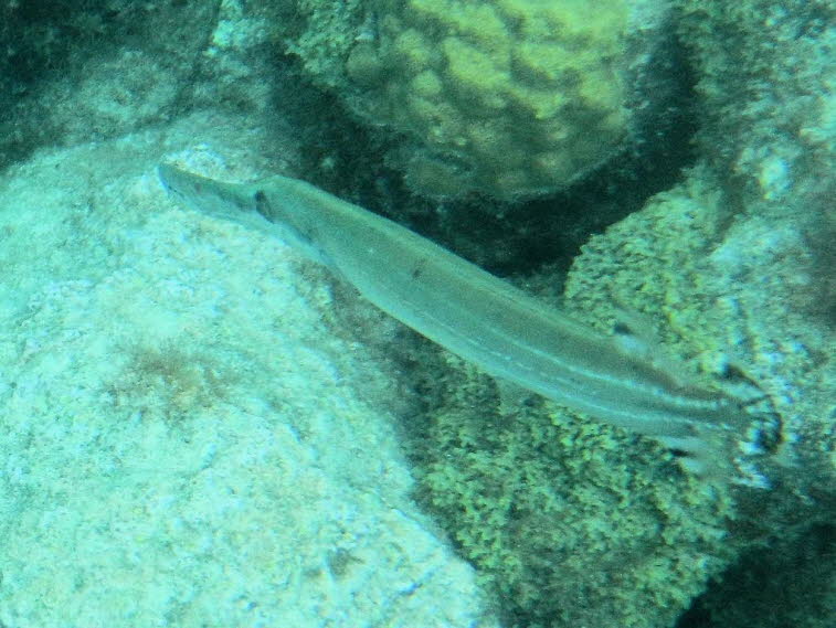 Blaupunkt-Fl�tenfisch: Der peitschenartige Schwanzfaden: Ganz am rechten Bildrand, wo der K�rper endet, setzt sich ein feiner, Faden- bzw. peitschenartiger Fortsatz fort. Dieses Merkmal besitzen nur Fl�tenfische; echten Trompetenfischen fehlt dieser lange