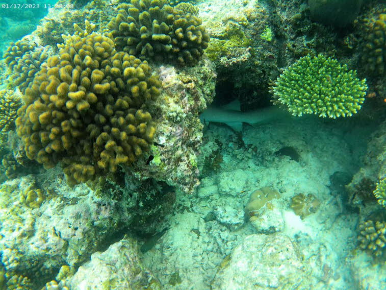 Blumenkohlkoralle (Pocillopora, wie Pocillopora meandrina)Typ: Kleinpolypige Steinkoralle (Scleractinia) aus der Familie der Pocilloporidae. Merkmale: Sie bildet kompakte, blumenkohl�hnliche oder b�schelf�rmige Kolonien mit verzweigten �sten. Lebensraum: 