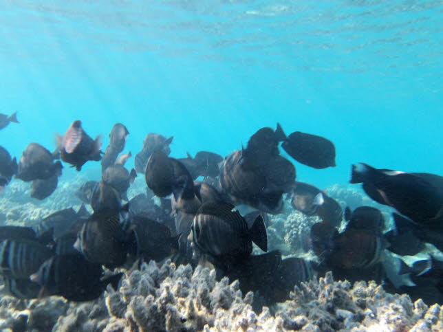 Braune Segelflossendoktorenfische Schwarm 2