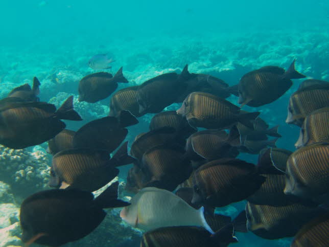 Braune Segelflossendoktorenfische Schwarm