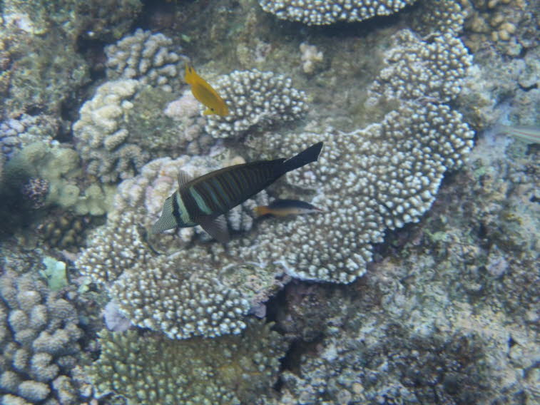 Brauner Segelflossendoktor
