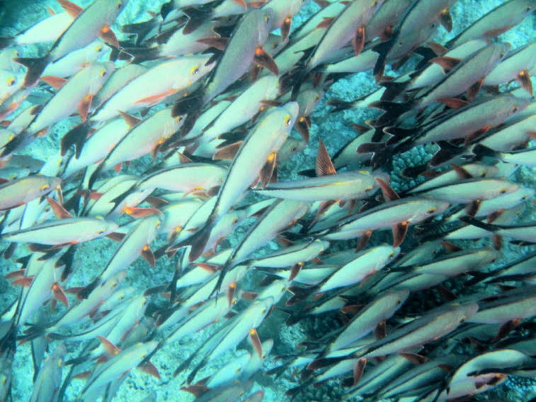 Buckelschnapper (Lutjanus gibbus, auch Buckel-Schnapper oder Humpback Red Snapper genannt) Die Tiere weisen typische Merkmale dieser Art auf: Sie stehen dicht gedr�ngt und ausgerichtet in einer Gruppe.Ihre K�rper sind l�nglich bis hochr�ckig mit r�tlich-g