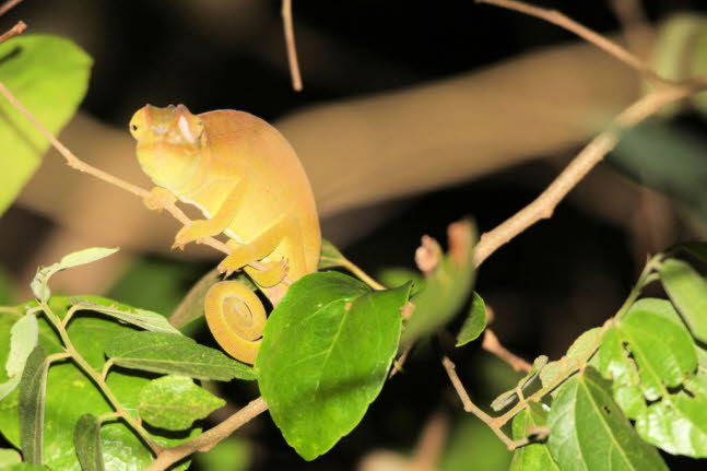 Calumma gehrt zur Gattung Chamleonen. Alle Arten dieser Familie sind endemisch in Madagaskar. Die Gattung Calumma setzt sich aus kleinen bis groen Chamleonen zusammen. Die Frbung dieser Tiere ist deutlich ausgeprgt und sie knnen sich deutlich vern