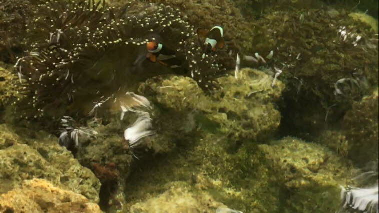 Clownfische (Amphiprion), die in enger Symbiose mit einer Seeanemone leben