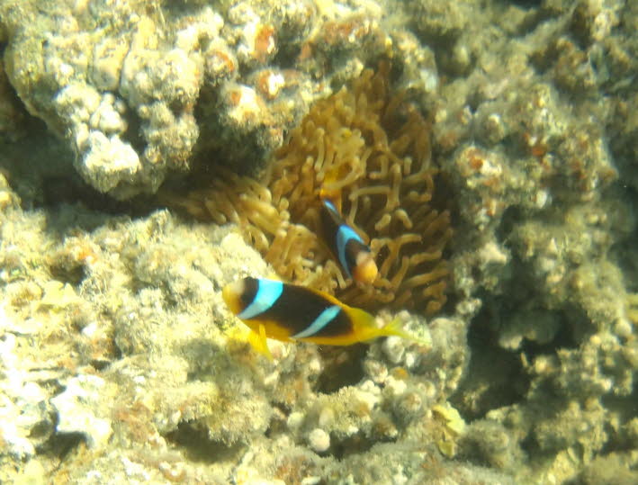 Zweibinden-Anemonenfische